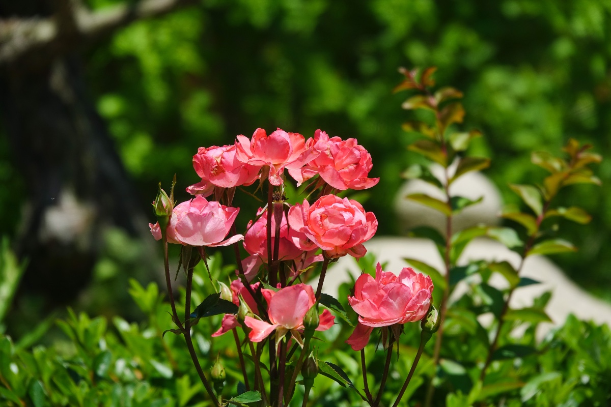 DSC02435.jpg